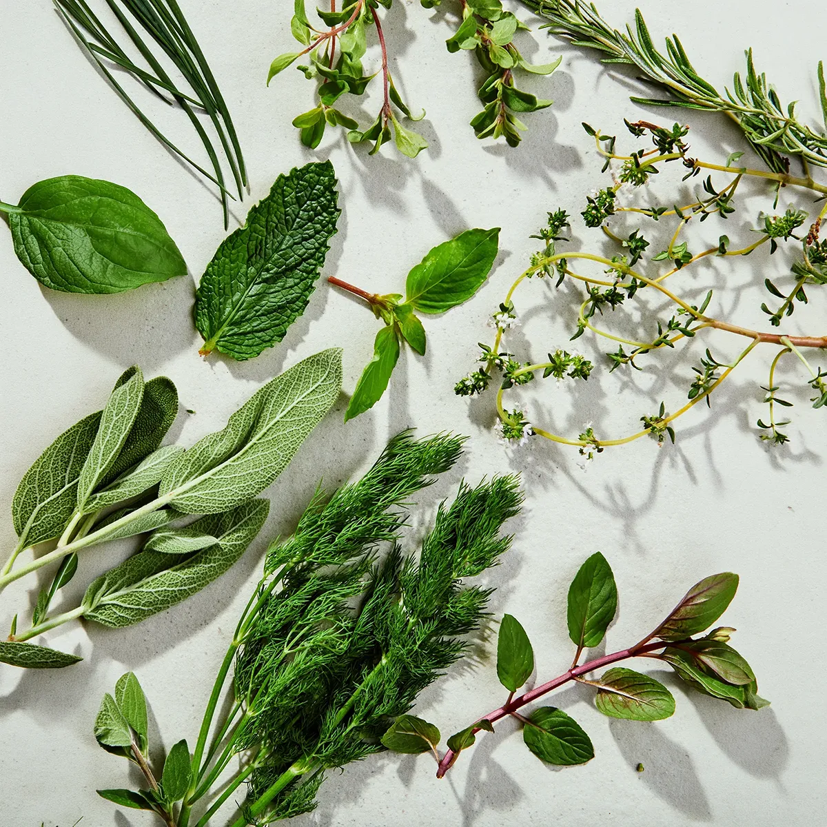 淺色檯面上攤開的新鮮香草，鼠尾草、迷迭香、薄荷、蒔蘿與百里香