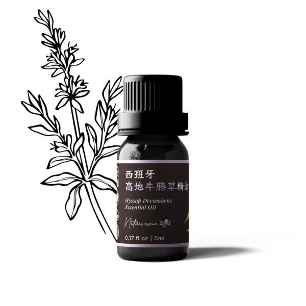 西班牙高地牛膝草精油