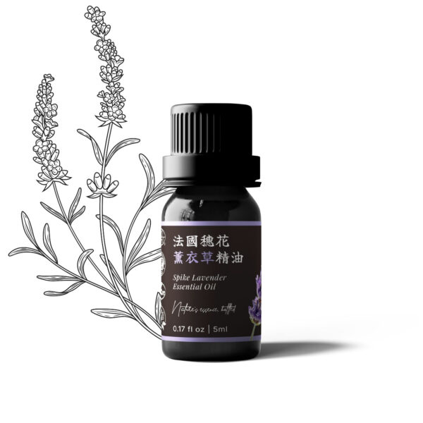 法國穗花薰衣草精油