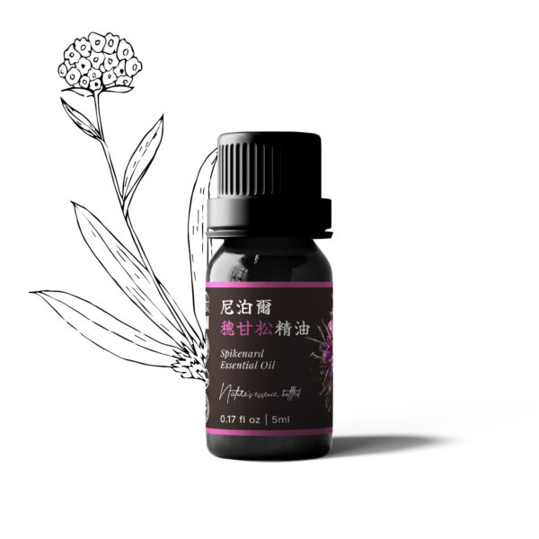 尼泊爾穗甘松精油