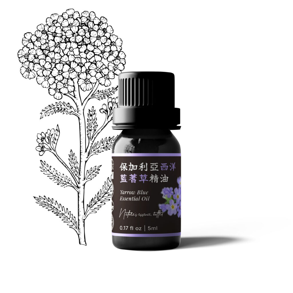 保加利亞西洋藍蓍草精油