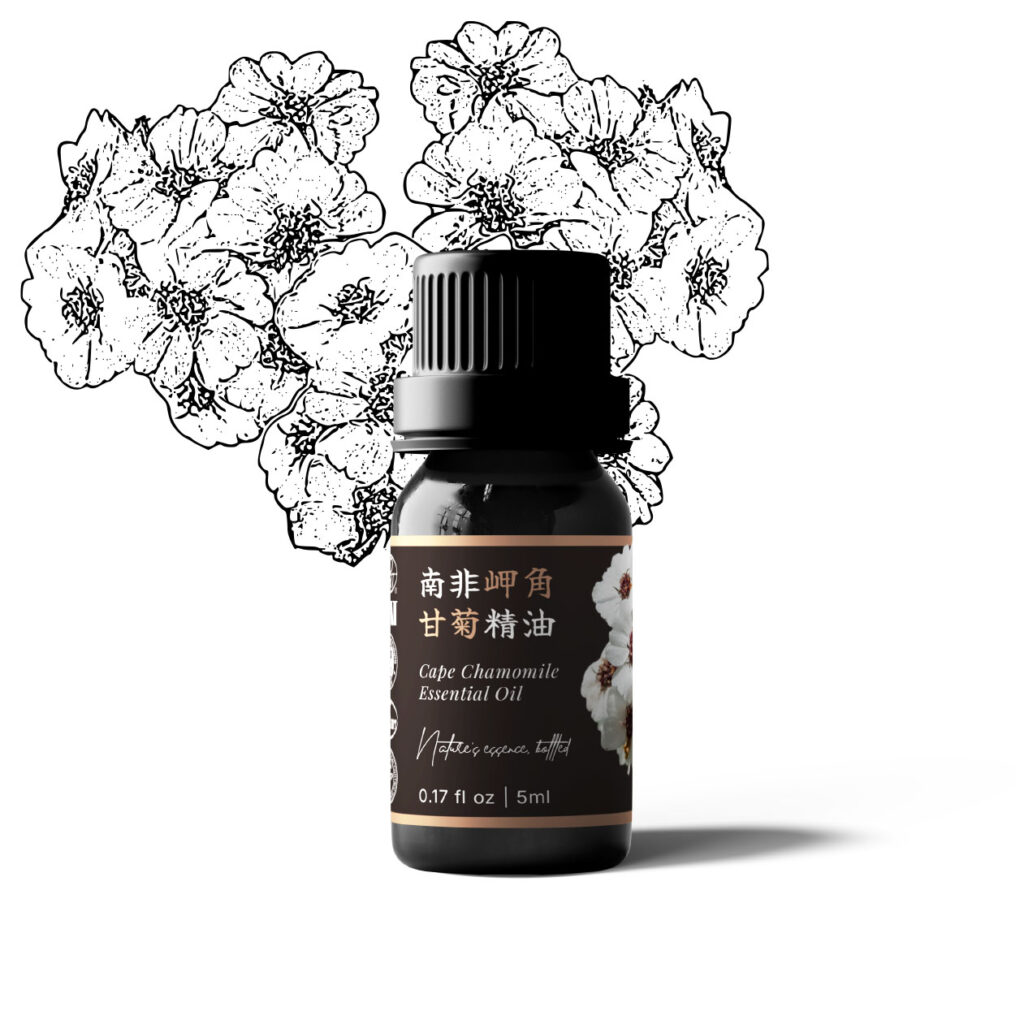 南非岬角甘菊精油