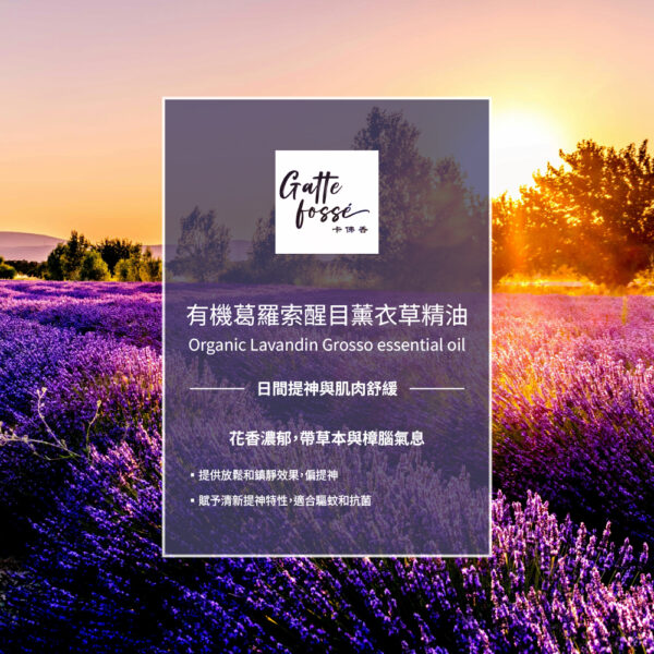 有機葛羅索醒目薰衣草精油：圖片 2