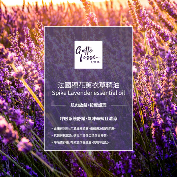 法國穗花薰衣草精油：圖片 2
