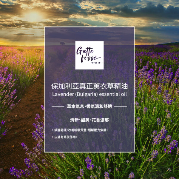 保加利亞真正薰衣草精油：圖片 2