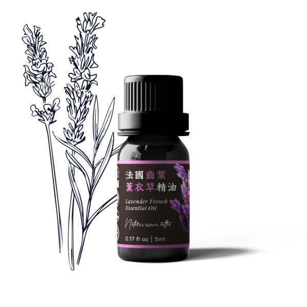 法國齒葉薰衣草精油