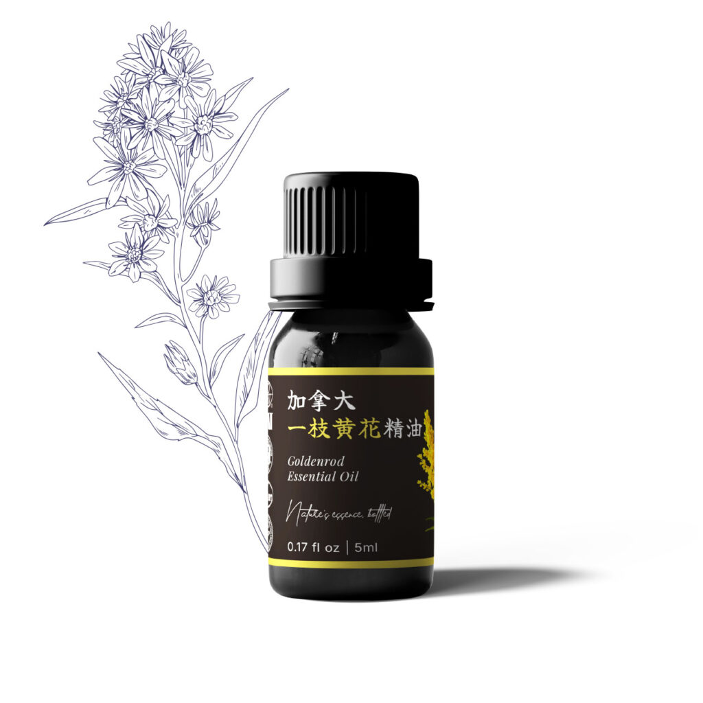 加拿大一枝黃花精油