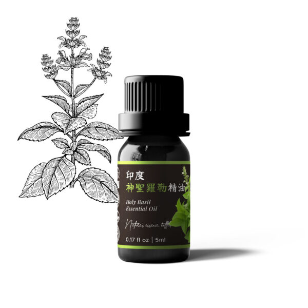 印度神聖羅勒精油