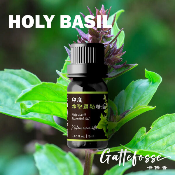 印度神聖羅勒精油：圖片 3