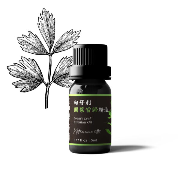 匈牙利圓葉當歸精油